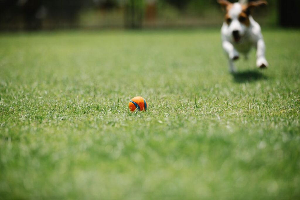 a dog chasing a ball